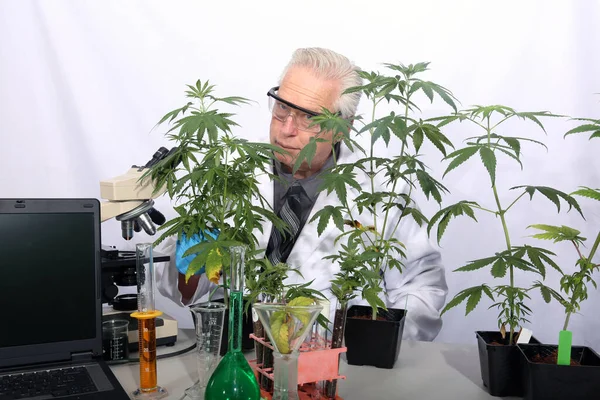 Botanical Research Scientist with Marijuana Plants.