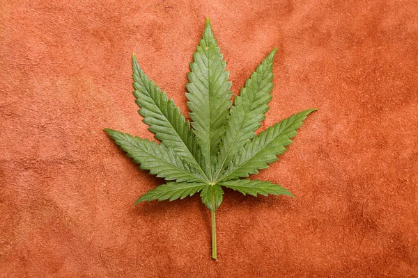 Marijuana Leaf Background Backgrounds Wall Papers All Needs Cannabis Leaf — 图库照片