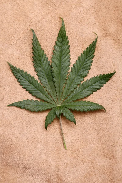 Marijuana Leaf Background Backgrounds Wall Papers All Needs Cannabis Leaf — Stok fotoğraf