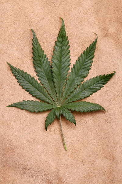 Marijuana Leaf Background. Backgrounds and Wall Papers for all needs. Cannabis Leaf Background on Leather, on White, and patterns. 