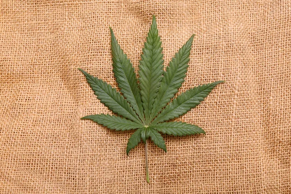 Marijuana Leaf Marijuana Leaf Burlap Bag Background Texture — Stok fotoğraf