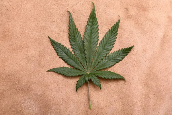 Marijuana Leaf Background Backgrounds Wall Papers All Needs Cannabis Leaf — Stok fotoğraf