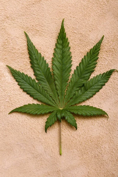 Marijuana Leaf Background Backgrounds Wall Papers All Needs Cannabis Leaf — Zdjęcie stockowe