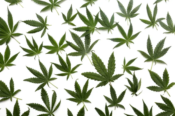 Marijuana Leaf Background Backgrounds Wall Papers All Needs Cannabis Leaf — Stock fotografie