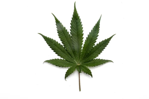 Marijuana Leaf Cannabis Plant Leaf Isolated White — Fotografia de Stock