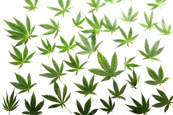 Marijuana Leaf Background Backgrounds Wall Papers All Needs Cannabis Leaf — Stockfoto