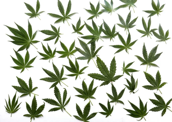 Marijuana Leaf Background Backgrounds Wall Papers All Needs Cannabis Leaf — Zdjęcie stockowe