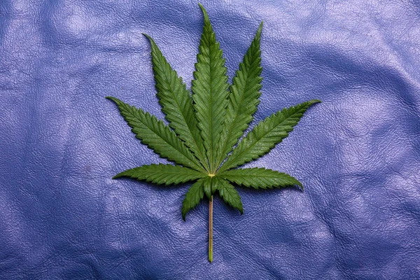 Marijuana Leaf Cannabis Leaf Isolated Blue Leather Background — Stockfoto