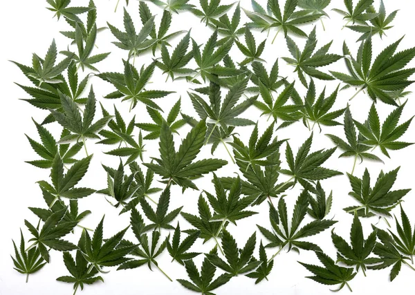 Marijuana Leaf Pattern Cannabis Leaves Isolated White Background Pattern — Fotografia de Stock