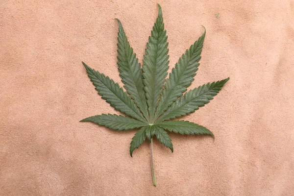 Marijuana Leaf Background Backgrounds Wall Papers All Needs Cannabis Leaf — Foto de Stock