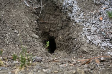 Animal burrow in the ground. Entrance to an animals home underground. Underground tunnel.