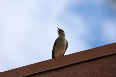 Northern Mockingbird. Northern Mocking Bird protecting his or her Nest from preditors.
