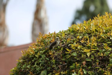 Northern Mockingbird. Northern Mocking Bird protecting his or her Nest from preditors.