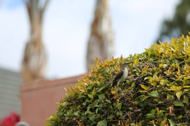 Northern Mockingbird. Northern Mocking Bird protecting his or her Nest from preditors. 