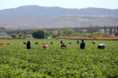 Lake Forest, California, USA - June 4, 2018: Immigrant (migrant) seasonal farm (field) workers work a field and pick and package strawberries in Lake Forest, California.