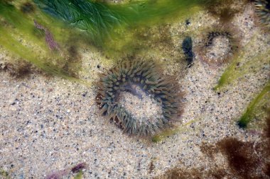 sea anemone. wild sea anemone in a tide pool on the beach.