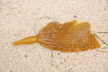 Bull Whip Kelp on a beach in Southern California. Laguna Beach California Bull Kelp on the sand.