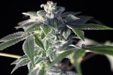 female marijuana flower extreme close up. Macro view of marijuana. cannabis trichomes macro photo of plant marijuana bud. cultivation of hybrid varieties of Indica and Sativa marijuana plants.