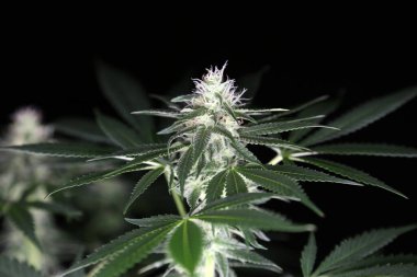 female marijuana flower extreme close up. Macro view of marijuana. cannabis trichomes macro photo of plant marijuana bud. cultivation of hybrid varieties of Indica and Sativa marijuana plants.