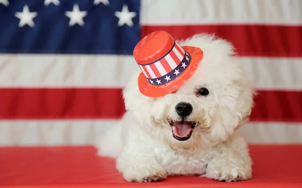 Bichon Frise Dog with American Flag. A purebred Bichon Frise female dog smiles as she poses with an American Flag for her 4th of July Photo Shoot.