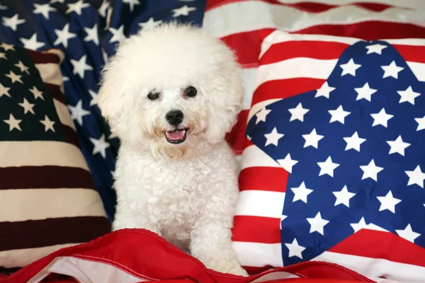 Bichon Frise Dog with American Flag. A purebred Bichon Frise female dog smiles as she poses with an American Flag for her 4th of July Photo Shoot.