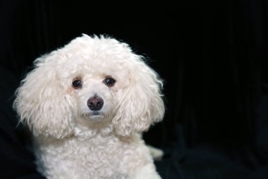 A beautiful White Bichon - Poodle. Isolated on black velvet. Room for text.