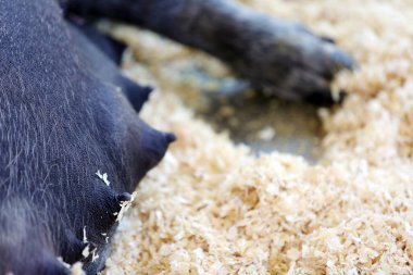 Mother Pig. Sow pig. Mommy Pig Napping.