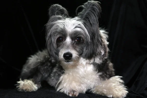 Chinese Crested dog on a black velvet background. Dog Portrait of a Non - Hairless Chinese Crested dog.