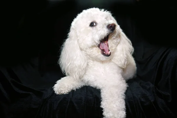 Beautiful White Bichon Poodle Isolated Black Velvet Room Text — Foto de Stock