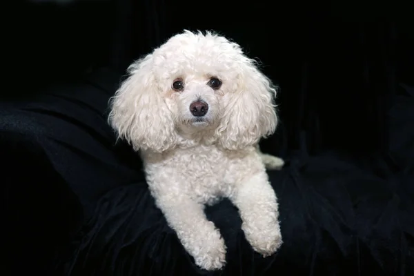Beautiful White Bichon Poodle Isolated Black Velvet Room Text — Foto de Stock