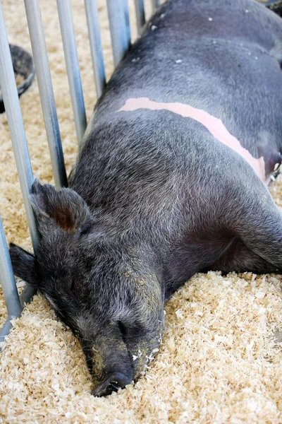 Mother Pig. Sow pig. Mommy Pig Napping.