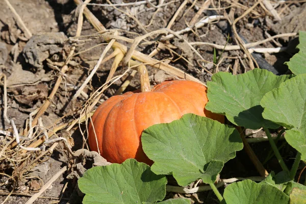 Pumpkin. Pumpkin growing in a pumpkin patch. Pumpkin growing on a farm.