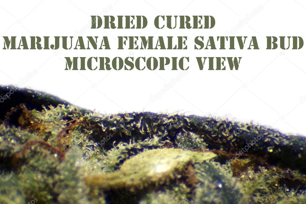 Microscopic view of Dried Cured Marijuana Female Sativa Flower Bud. Dried Green Marijuana Bud showing Pistols, Resin, Leaves viewed under a microscope. Room for text. isolated on white. medical pot
