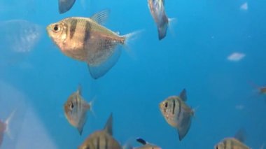 Fish Tank. Fish Tank with Colorful Fish swimming back and forth with a blue background. Tropical, fresh water and salt water fish swimming.