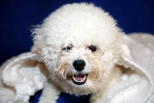 Dog Quilt White Dog White Baby Blanket White Dog White — Foto Stock