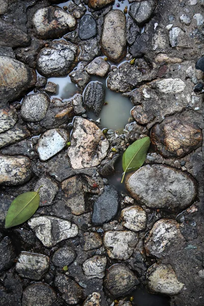 Stone Floor. Old Stone Floor with water and green tree leaf. background and textures. wet floor. wet rocks.