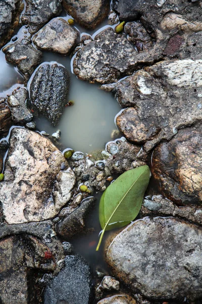 Stone Floor. Old Stone Floor with water and green tree leaf. background and textures. wet floor. wet rocks.