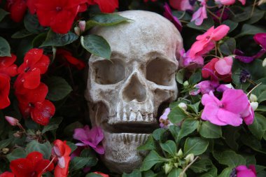 Cadılar Bayramı. Çiçekli kafatası. Güzel Çiçeklerdeki Cadılar Bayramı İnsan Kafatası. Ürkütücü Cadılar Bayramı görüntüleri. Ölüler Günü. Yaşam döngüsü. Hayat çiçekleri. Suç mahalli. İnsan Kafatası bir suç mahallinde toprağa gömülü. Cinayeti. Seri katil. Toprağa gömülmüş. Ölü