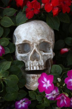 Cadılar Bayramı. Çiçekli kafatası. Güzel Çiçeklerdeki Cadılar Bayramı İnsan Kafatası. Ürkütücü Cadılar Bayramı görüntüleri. Ölüler Günü. Yaşam döngüsü. Hayat çiçekleri. Suç mahalli. İnsan Kafatası bir suç mahallinde toprağa gömülü. Cinayeti. Seri katil. Toprağa gömülmüş. Ölü