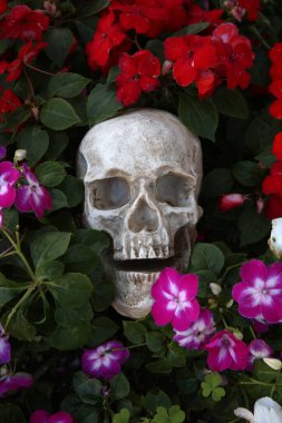 Cadılar Bayramı. Çiçekli kafatası. Güzel Çiçeklerdeki Cadılar Bayramı İnsan Kafatası. Ürkütücü Cadılar Bayramı görüntüleri. Ölüler Günü. Yaşam döngüsü. Hayat çiçekleri. Suç mahalli. İnsan Kafatası bir suç mahallinde toprağa gömülü. Cinayeti. Seri katil. Toprağa gömülmüş. Ölü
