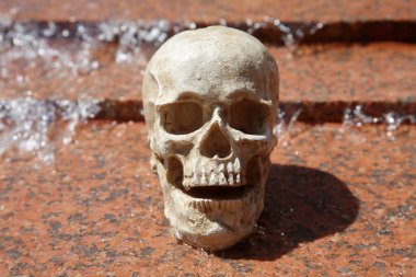 Cadılar Bayramı. Perili İnsan Kafatası. Şeytani İnsan Kafatası. İnsan Kafatası Hayaleti. Cadılar Bayramı için İnsan Kafatası. Ürkütücü Kafatası. Islak Kafatası Suda veya Çeşmede. Yansımalı İnsan Kafatası. Terk Edilmiş İnsan Kafatası. Cadılar Bayramı Kafatası. Ürkütücü Cadılar Bayramı Kafatası.