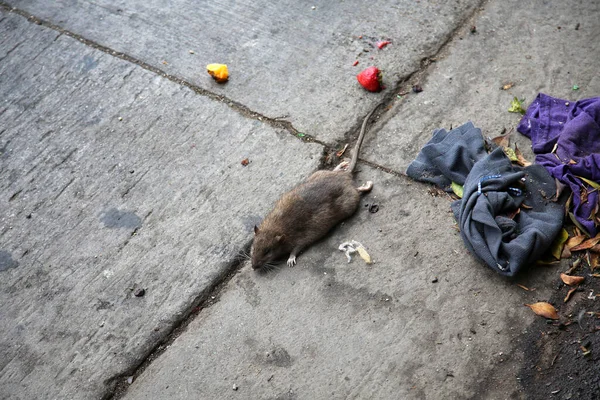 Dead Rat Dead Rat Being Swept Gutter Street Homeless Encampment — Stockfoto