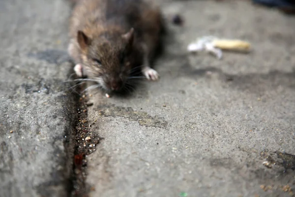 Dead Rat Dead Rat Being Swept Gutter Street Homeless Encampment — 스톡 사진