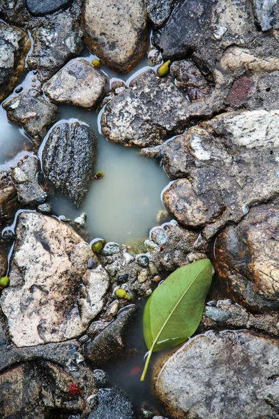 Stone Floor. Color Muted. Old Stone Floor with water and green tree leaf. background and textures. wet floor. wet rocks.