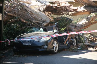 Tustin, California Monday, October 15, 2018: A woman was killed leaving for work while inside her car that was crushed by a large falling tree in Tustin.