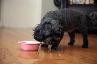 Dog eating breakfast, lunch or dinner. dog eating. dog food