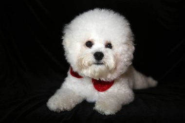 Şirin bizon köpeği yerde yatıyor. Dilini çıkarıp siyah bir arka planda Noel yayı takıyorsun. Tatlı beyaz köpek. Noel Köpeği. Noel için köpek. 