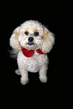 Şirin bizon köpeği yerde yatıyor. Dilini çıkarıp siyah bir arka planda Noel yayı takıyorsun. Tatlı beyaz köpek. Noel Köpeği. Noel için köpek. 