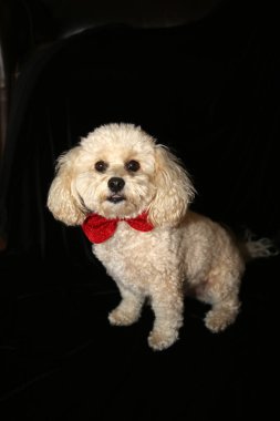 Şirin bizon köpeği yerde yatıyor. Dilini çıkarıp siyah bir arka planda Noel yayı takıyorsun. Tatlı beyaz köpek. Noel Köpeği. Noel için köpek. 