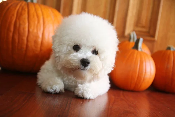 Purebred Bichon Frise Puppy Met Sinaasappelpompoenen Een Jaar Oude Bichon — Stockfoto